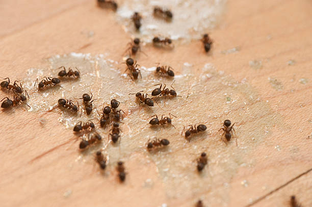 Best Pest Control Near Me  in Newtown, PA